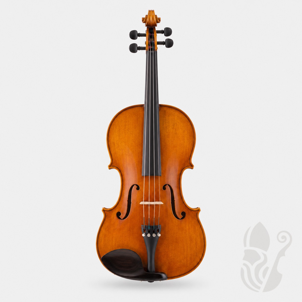 Viola